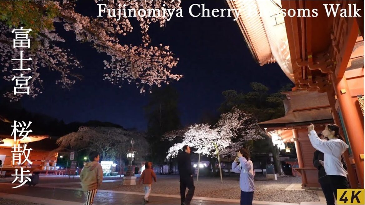 【４K】Fujinomiya Cherry Blossom Walk 2023   /  富士宮　桜散歩